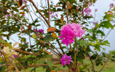beautiful pink flowers, nature wallpaper 