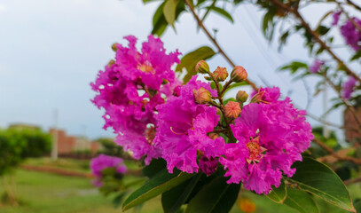 beautiful pink flowers, nature wallpaper 