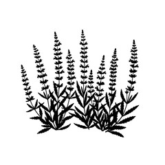 Black silhouette of blooming lavender flowers and leaves on a white background