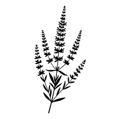 Black silhouette of a flowering plant with multiple spikes on a white background