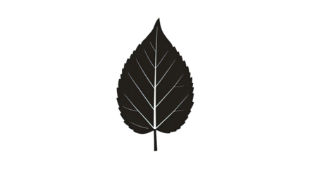 Black and white illustration of a single leaf.