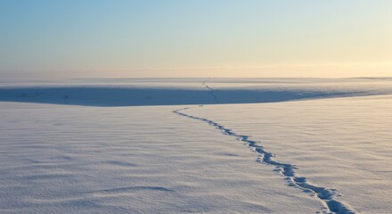 Snowy landscape with animal tracks leading into the distance under a pale sky