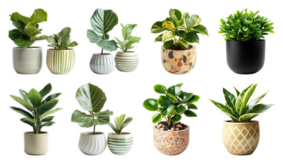 PNG Stylish indoor potted plant collection, element set on transparent background