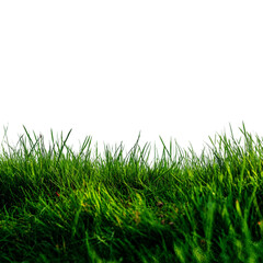 Fototapeta premium Vibrant green grass outdoor nature scene close-up photography natural environment upward angle serenity concept