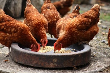 A group of brown hens pecking at feed from a gray, circular dish, placed on weathered stone ground. Natural background with blurred chickens in frame
