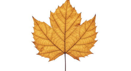 Dried maple leaf autumn colors detailed veins.