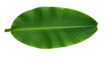 Large green banana leaf isolated on white 1.