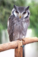 White faced Scop Owl. It is a small owl found in southern and central Africa. It has a cute personality and is easy to care for.	