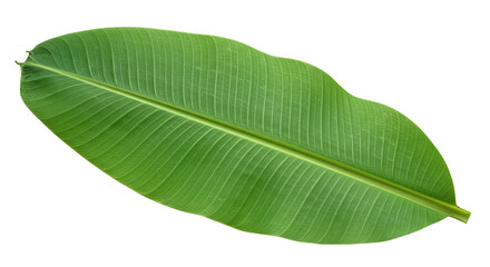 Obraz premium Large vibrant green banana leaf isolated 9.