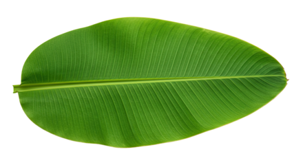 Large vibrant green banana leaf isolated 10.