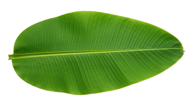 Large vibrant green banana leaf isolated 10.