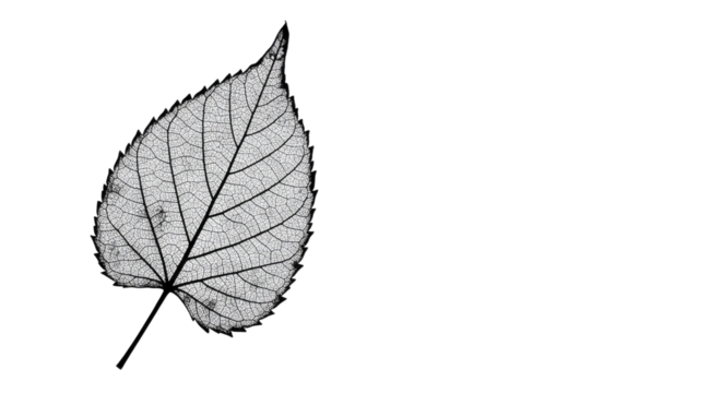 Leaf Skeleton Detailed Closeup View.