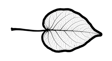Leaf Venation Pattern Close Up.