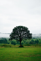Fototapeta premium A collection of peaceful and atmospheric landscape photographs, capturing the serene beauty of nature. The images feature lush green fields, calm ponds with wooden docks, solitary trees standing tall 