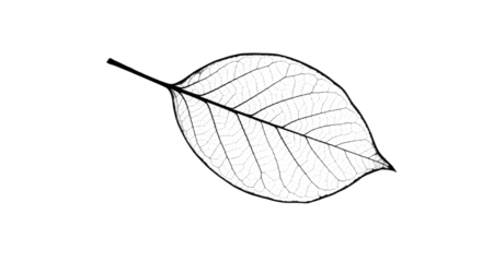 Simple Line Drawing of a Single Leaf.