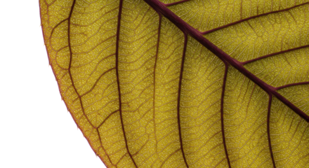 Close up view of a single leaf showing veins.