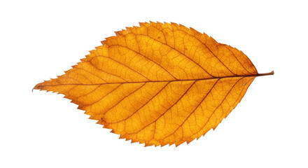 Single autumn leaf orange detailed veins serrated edge 1.