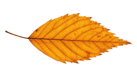 Single autumn leaf orange detailed veins serrated edge 2.