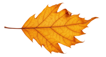 Single autumn leaf orange detailed veins serrated edges.