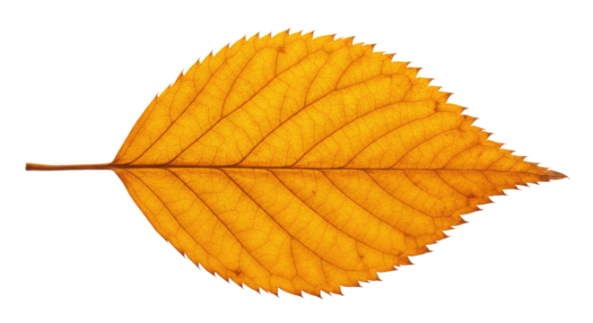 Single autumn leaf vibrant yellow detailed veins 2.