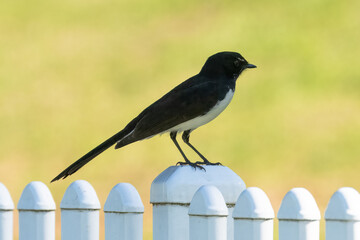 Willie wagtail on white fence
