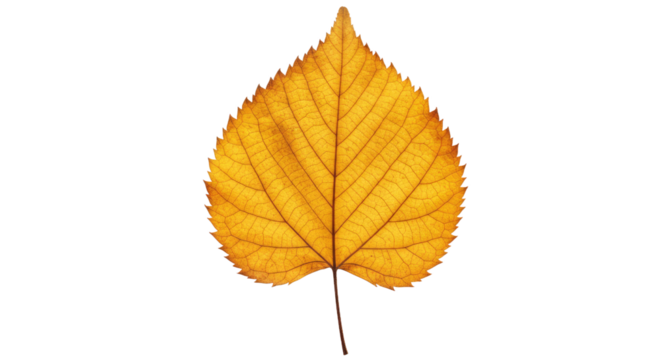 Single autumn leaf yellow heartshaped detailed veins.