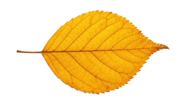 Single autumn leaf yellow vibrant color 1.