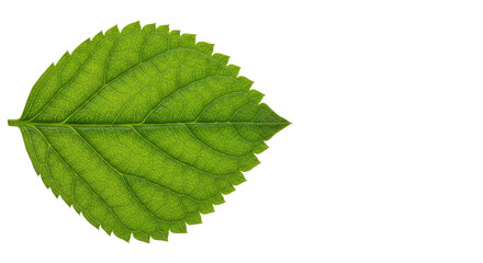 Fototapeta premium Single Green Leaf Detailed Closeup 1.