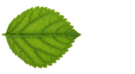 Single Green Leaf Detailed Closeup 1.