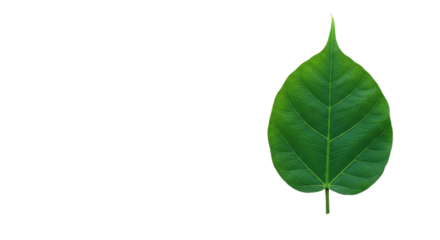 Single Green Leaf Isolated on White Background 4.