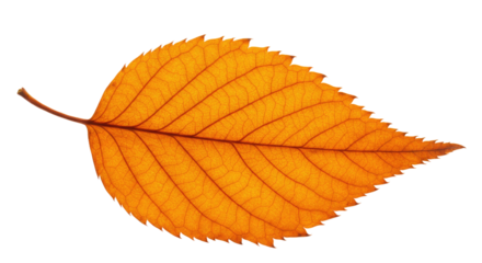 Single orange autumn leaf detailed view 2.