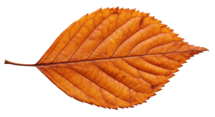 Single orange autumn leaf detailed view 4.
