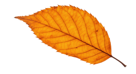 Single orange autumn leaf isolated on white 2.