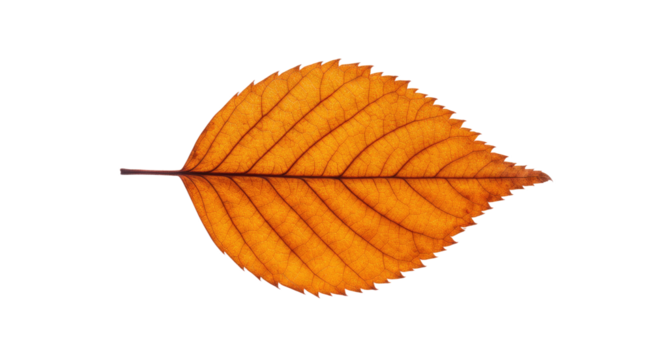 Single orange autumn leaf isolated on white 6. - Powered by Adobe