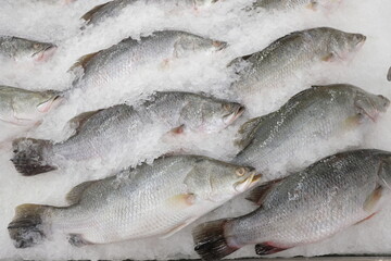 The Raw Abundance of the Sea and Land, A Glimpse into the Primal Offerings of the Market.