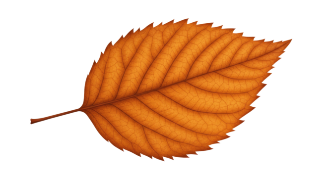 Single orange autumn leaf with serrated edges.