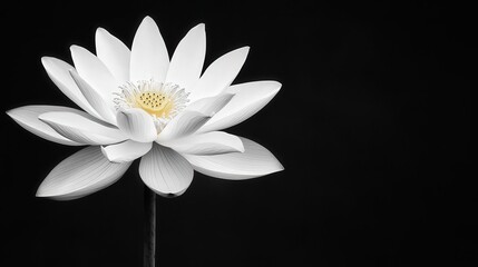 A stunning, white lotus flower blooms gracefully against a dark background, symbolizing purity and beauty, Ideal for wellness, nature, or tranquility themes in design projects and marketing materials