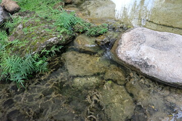 The Whispering Oasis, Where Time Slows in a Verdant Embrace of Pond, Stream, and Ancient Trees.