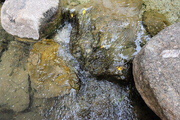 The Whispering Oasis, Where Time Slows in a Verdant Embrace of Pond, Stream, and Ancient Trees.