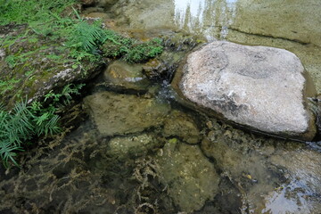 The Whispering Oasis, Where Time Slows in a Verdant Embrace of Pond, Stream, and Ancient Trees.