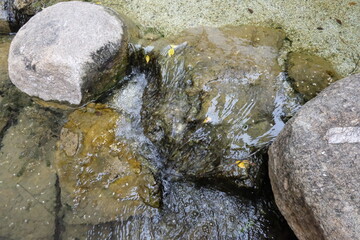 The Whispering Oasis, Where Time Slows in a Verdant Embrace of Pond, Stream, and Ancient Trees.