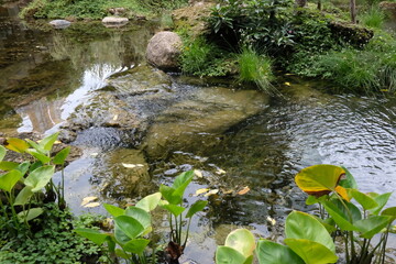 The Whispering Oasis, Where Time Slows in a Verdant Embrace of Pond, Stream, and Ancient Trees.