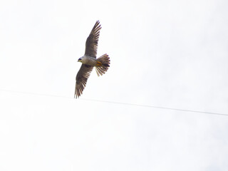 Obraz premium A male peregrine falcon flies away from its nest to chase away predators that have invaded its breeding territory (hyper-zooming shot) / 繁殖域に侵入した外敵を追い払うために巣から飛び立ったハヤブサの雄 (超望遠ズーム撮影)