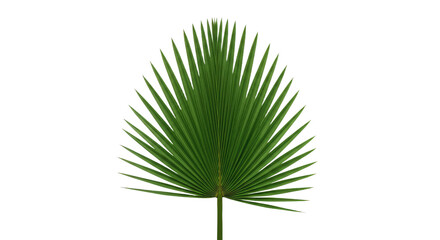 Obraz premium Single Palm Leaf Green Tropical Plant 1.