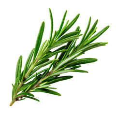 Fototapeta premium Fresh rosemary sprig, vibrant green (4)