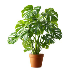 Lush monstera plant in terracotta pot
