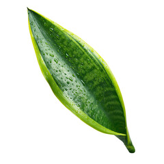 Close-up of a vibrant green plant leaf with water droplets