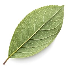 Almond Willow Leaf Graceful Botanical Foliage with Elongated Oval Form Smooth Green Surface Subtle Vein Details Natural Minimal Elegance and Fresh Organic Beauty on White Background