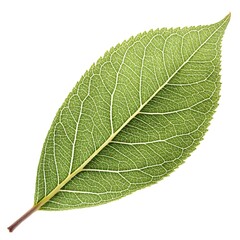 Obraz premium Crack Willow Leaf Distinct Botanical Foliage with Long Narrow Shape Rich Green Surface Clear Vein Patterns Natural Minimal Elegance and Fresh Organic Beauty on White Background