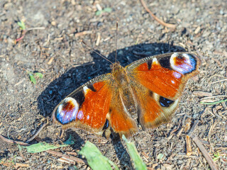 Peacock butterfly on the ground among the grass